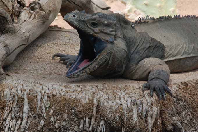 rhinoceros iguana